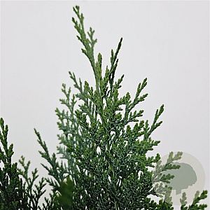 Chamaecyparis l. 'Columnaris' 50-60 cm 3,0L