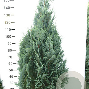 Chamaecyparis l. 'Columnaris' 120-140 cm met kluit