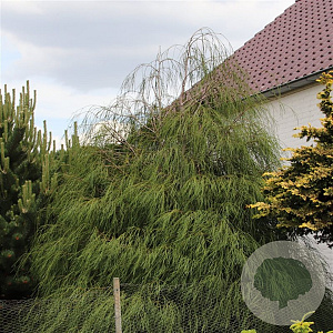 Chamaecyparis l. 'Drooping Solo' 40-50 cm 3,0L