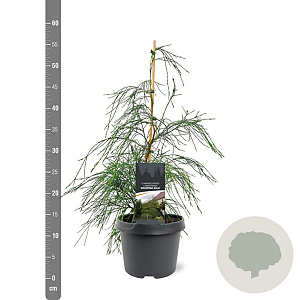 Chamaecyparis l. 'Drooping Solo' 40-50 cm 3,0L