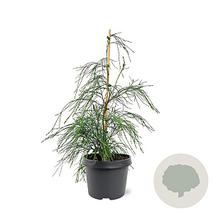 Chamaecyparis l. 'Drooping Solo' 40-50 cm 3,0L