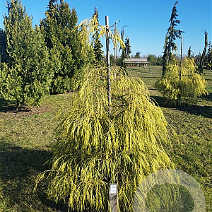 Chamaecyparis l. 'Filip's G. Spr.' 40-50 cm 3,0L