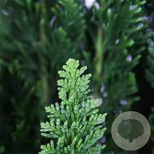 Chamaecyparis l. 'Little Spire' 30-40 cm 3,0L