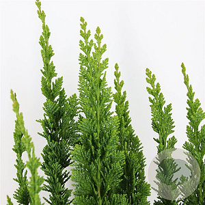 Chamaecyparis l. 'Little Spire' 30-40 cm 3,0L