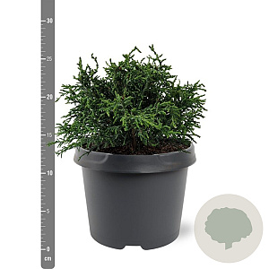 Chamaecyparis l. 'Lycopodioides' 25-30 cm 3,5L
