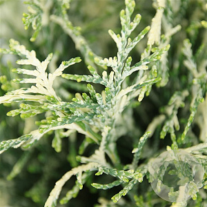 Chamaecyparis l. 'Pearly Swirls' 25-30 cm 3,5L