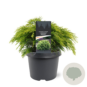 Chamaecyparis l. 'Sunkist' 25-30 cm 3,5L