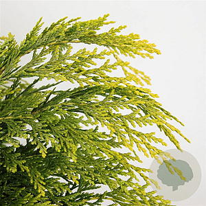 Chamaecyparis l. 'Sunkist' 25-30 cm 3,5L