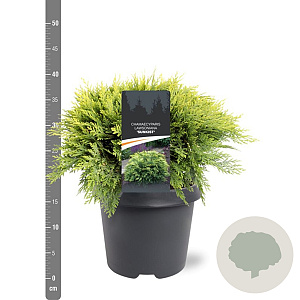 Chamaecyparis l. 'Sunkist' 30-40 cm 5,0L