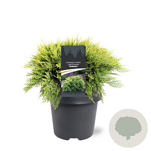 Chamaecyparis l. 'Sunkist' 30-40 cm 5,0L
