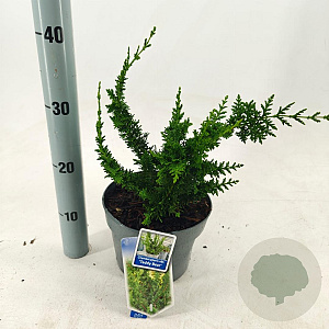 Chamaecyparis p. 'Teddy Bear' 20-30 cm 3,0L