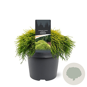 Chamaecyparis p. 'Sungold' 20-25 cm 3,0L