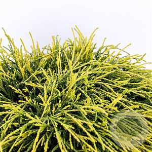 Chamaecyparis p. 'Sungold' 20-25 cm 3,0L