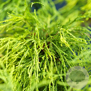 Chamaecyparis p. 'Sungold' 30-40 cm 5,0L