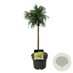 Chamaecyparis p. 'Sungold' 40 cm stam 5,0L