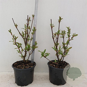 Viburnum bodn. 'Charles Lamont' 40-50 cm 2,0L