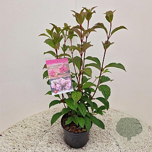 Viburnum bodn. 'Charles Lamont' 40-50 cm 2,0L