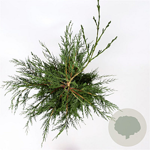 Cupressocyparis leylandii 175-200 cm 7,5L