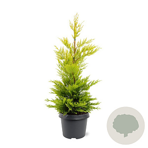Cupressocyparis l. 'Gold Rider' 40-50 cm 3,0L
