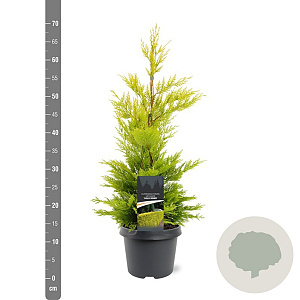 Cupressocyparis l. 'Gold Rider' 40-50 cm 3,0L