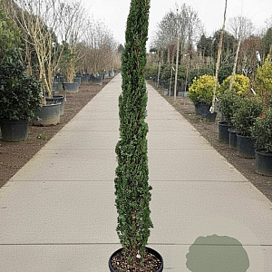 Cupressus semp. 'Pyramidalis' 250-300 cm container meerstammig