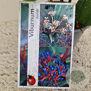Viburnum davidii 30-40 cm 2,5L