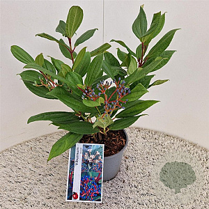 Viburnum davidii 30-40 cm 2,5L