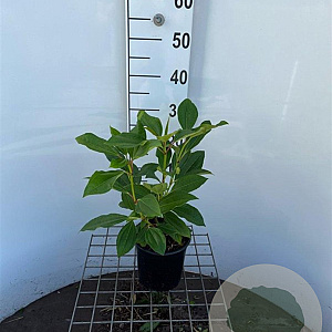 Viburnum davidii 30-40 cm 2,5L