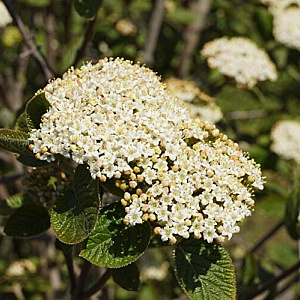Viburnum lantana 150-175 cm 35L najaarspotting