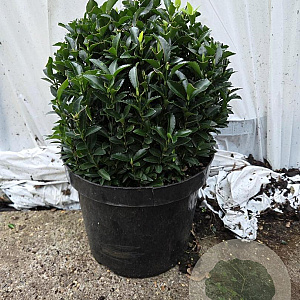 Euonymus jap. 'Green Spire' 30 cm 7,5L bol