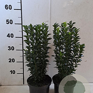 Euonymus jap. 'Green Spire' 30-40 cm 2,0L