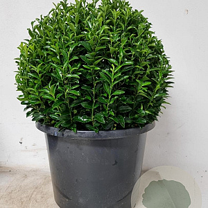 Euonymus jap. 'Green Spire' 35 cm container bol