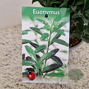 Euonymus jap. 'Green Spire' 35-40 cm 2,5L