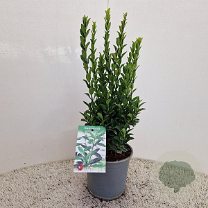 Euonymus jap. 'Green Spire' 35-40 cm 2,5L