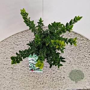 Euonymus jap. 'Green Spire' 35-40 cm 2,5L