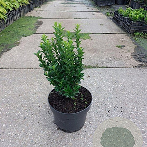 Euonymus jap. 'Green Spire' 40-60 cm 5,0L