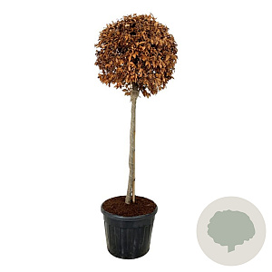 Fagus sylvatica 125 cm stam cont. 90L