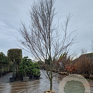 Fagus syl. 'Aspleniifolia' 450-500 cm draadkluit geveerd