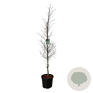 Fagus syl. 'Aspleniifolia' 225-250 cm cont. 55L extra