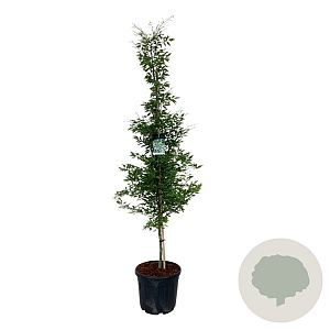 Fagus syl. 'Aspleniifolia' 225-250 cm cont. 55L extra