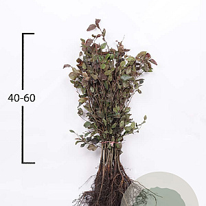 Fagus syl. 'Atropunicea' 40-60 cm wortelgoed