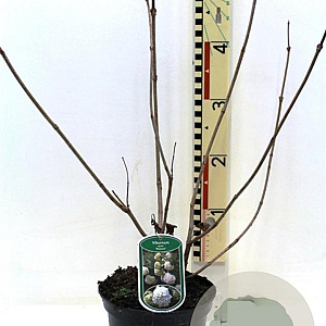 Viburnum opulus 'Roseum' 30-40 cm 3,0L