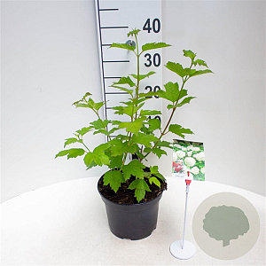 Viburnum opulus 'Roseum' 30-40 cm 3,0L