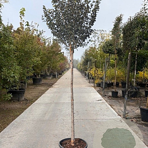 Hamamelis int. 'Arnold Promise' 200 cm stam container 20-25 leiboom