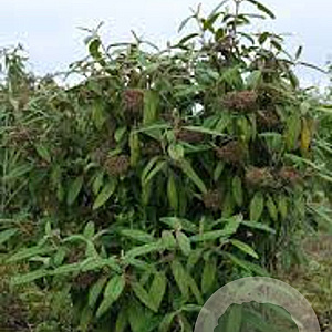Viburnum rhytidophyllum 40-60 cm 5,0L