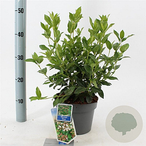 Viburnum tinus 30-35 cm 3,0L