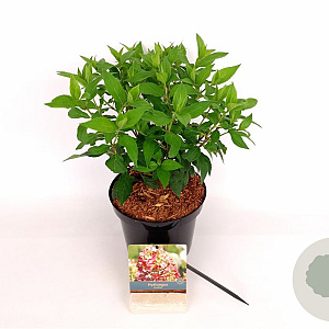 Hydrangea pan. Graffiti 30-40 cm 3,0L