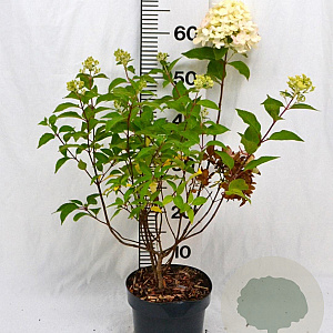 Hydrangea pan. Graffiti 30-40 cm 3,0L