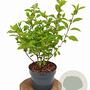 Hydrangea pan. Graffiti 30-40 cm 3,0L