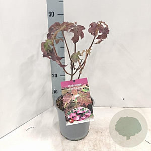 Hydrangea querc. 'Ruby Slippers' 30-40 cm 2,0L